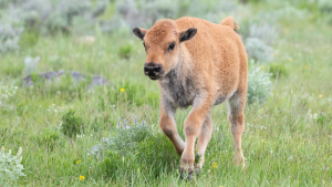 a fuzzy calf joyful and carefree in a soft green pasture
