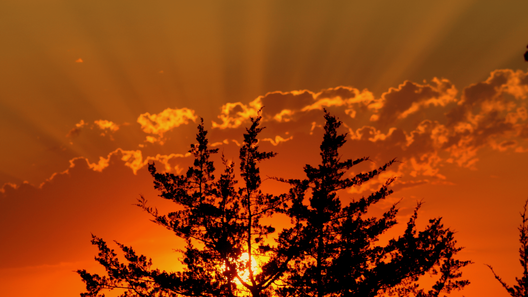 brilliant sunrise behind the silhouette of a tree