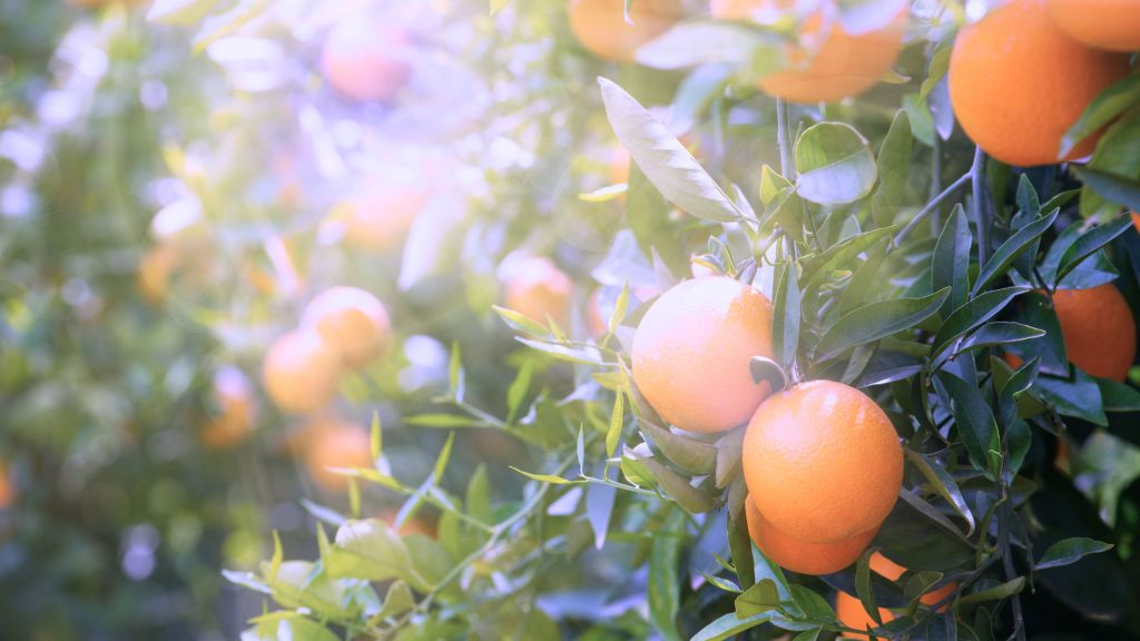 orange fruit tree to illustrate the benefit of delight yourself in the Lord