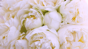 soft white peonies