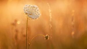 wildflowers and weeds