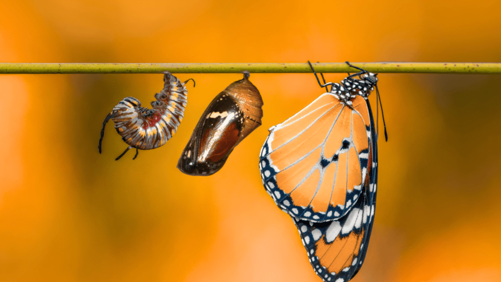 caterpillar to chrysalis to butterfly, illustrating the transformative power of God's Word