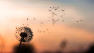 dandelion seeds blowing in the wind