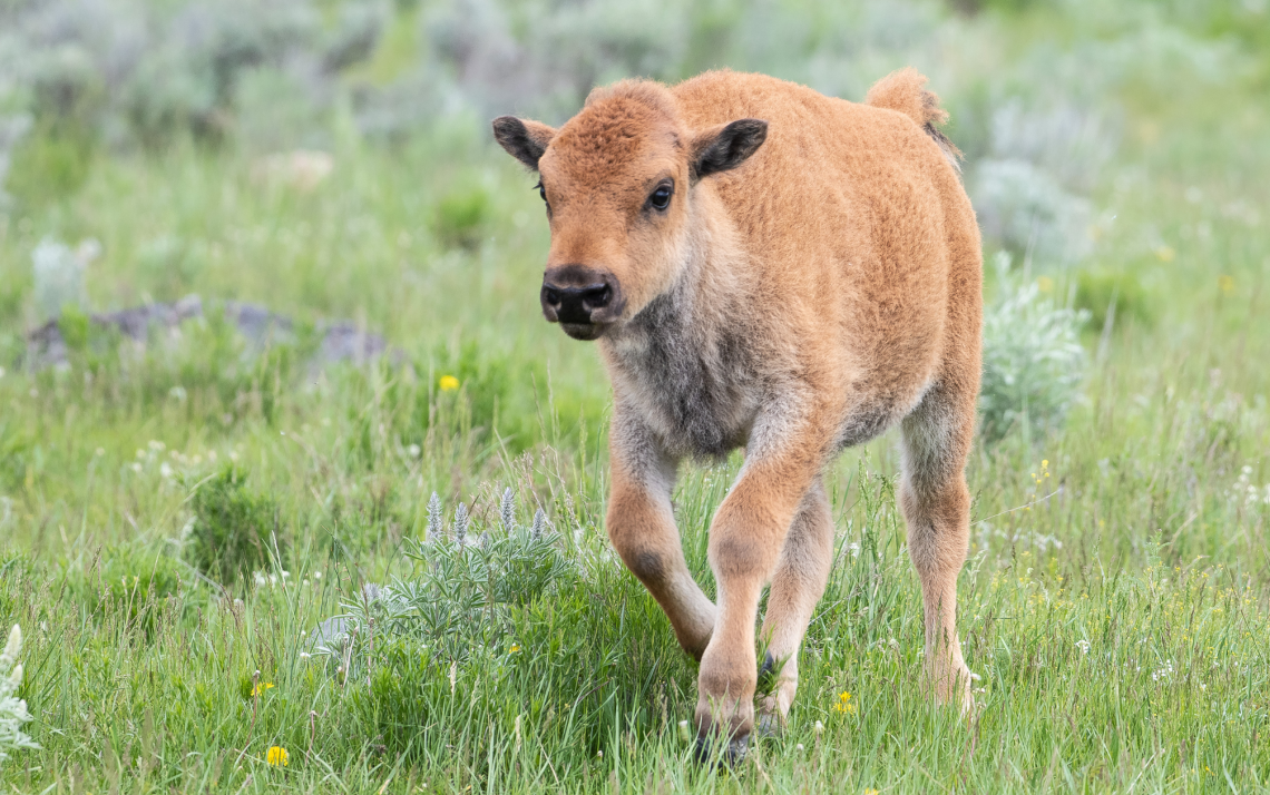 a fuzzy calf joyful and carefree in a soft green pasture