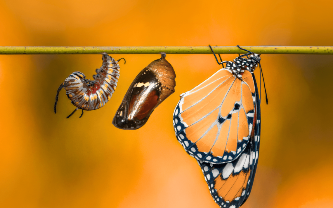 caterpillar to chrysalis to butterfly, illustrating the transformative power of God's Word